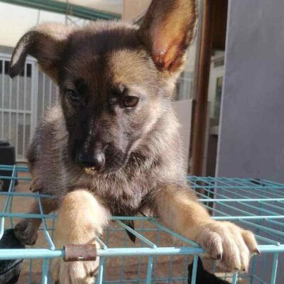 Nairobi Small and Companion Animal Hospital (NASCAH)