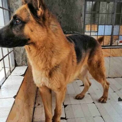 Nairobi Small and Companion Animal Hospital (NASCAH)