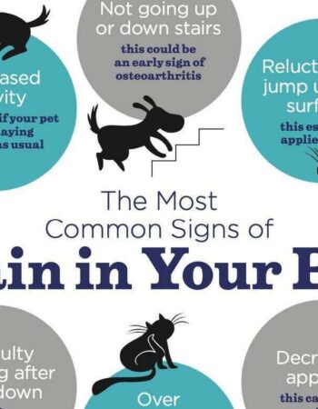 The Andys Veterinary Clinic – Loresho