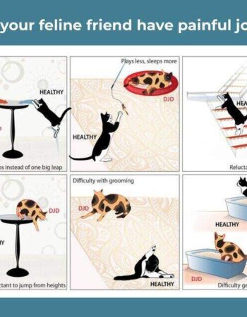 The Andys Veterinary Clinic – Loresho