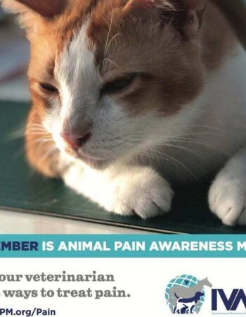 The Andys Veterinary Clinic – Loresho