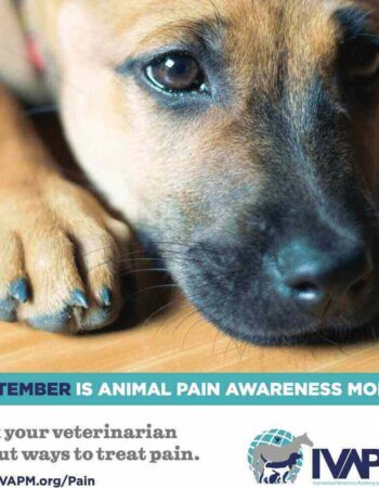 The Andys Veterinary Clinic – Loresho