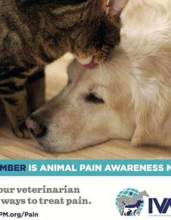 The Andys Veterinary Clinic – Loresho