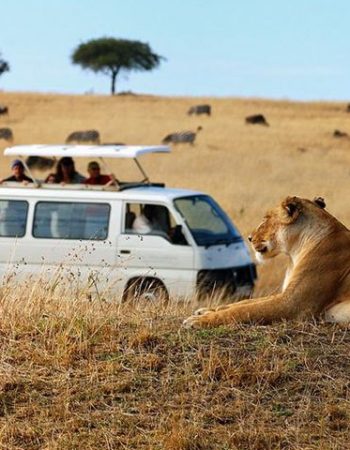KT and Safaris