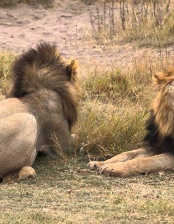 KT and Safaris