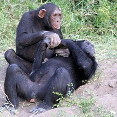 Smile View Kenya Tours and Travel