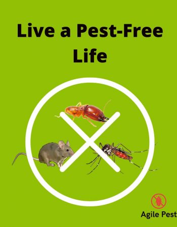 Agile Pest Control Services Kenya