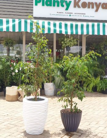 Planty Kenya