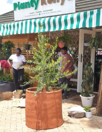 Planty Kenya