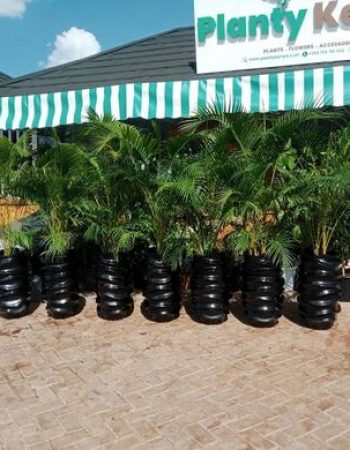 Planty Kenya