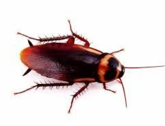 Pest Flash – Pest Control & Fumigation Services