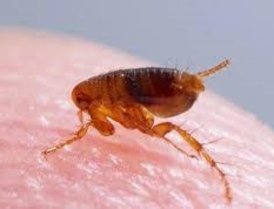 Pest Flash – Pest Control & Fumigation Services