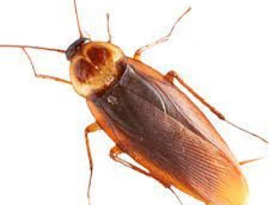 Pest Flash – Pest Control & Fumigation Services