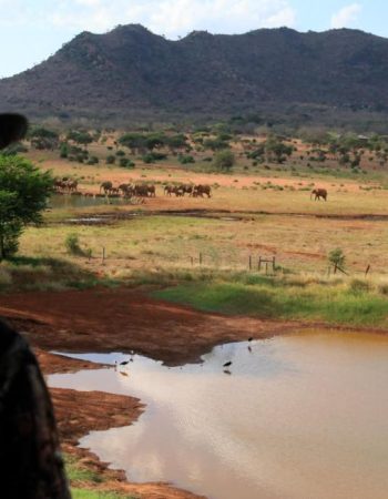 Voi Wildlife Lodge