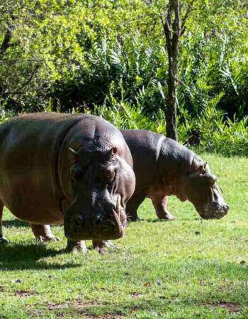 Bamburi Haller Park Mombasa