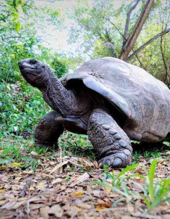 Bamburi Haller Park Mombasa