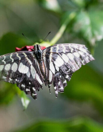 Bamburi Haller Park Mombasa