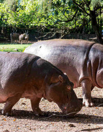 Bamburi Haller Park Mombasa