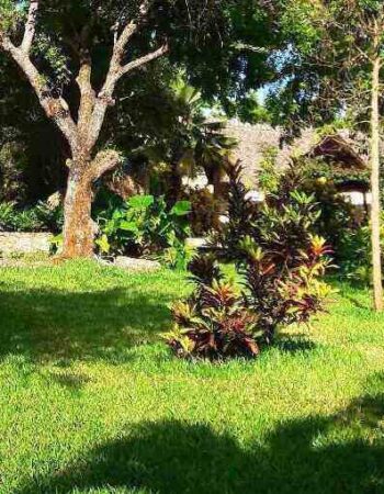 Tiwani Cottages Tiwi