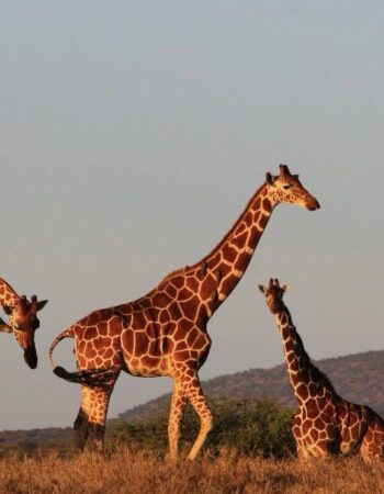 Laikipia Wilderness Camp Nanyuki
