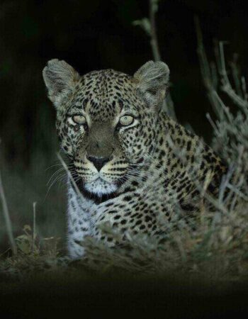 Laikipia Wilderness Camp Nanyuki