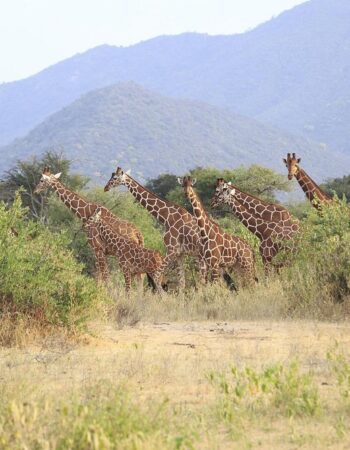 Sarara Camp Ecolodges Samburu Kenya